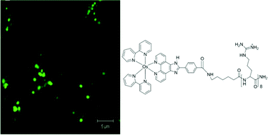 Graphical abstract: Osmium(ii) polypyridyl polyarginine conjugate as a probe for live cell imaging; a comparison of uptake, localization and cytotoxicity with its ruthenium(ii) analogue