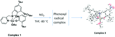 Graphical abstract: Copper(ii) mediated phenol ring nitration by nitrogen dioxide