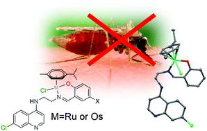 Graphical abstract: Antimalarial activity of ruthenium(ii) and osmium(ii) arene complexes with mono- and bidentate chloroquine analogue ligands