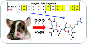 Graphical abstract: Potentiometric and spectroscopic studies on the copper(ii) complexes of rat amylin fragments. The anchoring ability of specific non-coordinating side chains