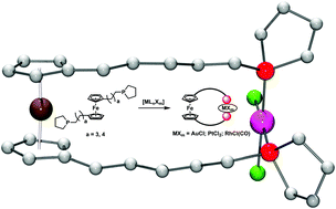 Graphical abstract: Heterobimetallic complexes with highly flexible 1,1′-bis(phospholanoalkyl)ferrocene ligands