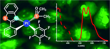 Graphical abstract: Luminescent pentafluorophenyl-cycloplatinated complexes: synthesis, characterization, photophysics, cytotoxicity and cellular imaging