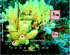 Graphical abstract: Speciation of americium in seawater and accumulation in the marine sponge Aplysina cavernicola