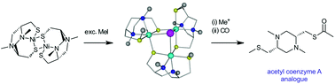 Graphical abstract: Reaction of a polydentate cysteine-based ligand and its nickel(ii) complex with electrophilic and nucleophilic methyl-transfer reagents – from S-methylation to acetyl coenzyme A synthase reactivity