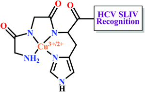 Graphical abstract: Catalytic metallodrugs based on the LaR2C peptide target HCV SLIV IRES RNA