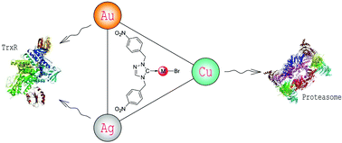 Graphical abstract: Novel triazolium based 11th group NHCs: synthesis, characterization and cellular response mechanisms