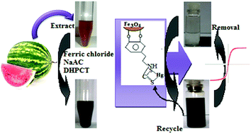 Graphical abstract: Surfactant-free green synthesis of Fe3O4 nanoparticles capped with 3,4-dihydroxyphenethylcarbamodithioate: stable recyclable magnetic nanoparticles for the rapid and efficient removal of Hg(ii) ions from water