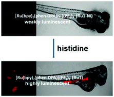 Graphical abstract: A highly selective phosphorescence probe for histidine in living bodies