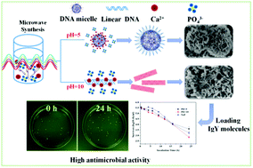 Graphical abstract: DNA-templated microwave-hydrothermal synthesis of nanostructured hydroxyapatite for storing and sustained release of an antibacterial protein