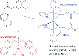 Graphical abstract: Synthesis and characterization of ML and ML2 metal complexes with amino acid substituted bis(2-picolyl)amine ligands