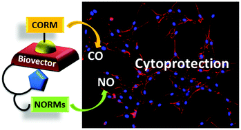 Graphical abstract: N-Nitrosamine-{cis-Re[CO]2}2+ cobalamin conjugates as mixed CO/NO-releasing molecules
