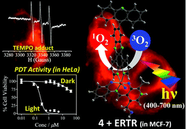 Graphical abstract: Endoplasmic reticulum targeting tumour selective photocytotoxic oxovanadium(iv) complexes having vitamin-B6 and acridinyl moieties