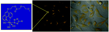 Graphical abstract: Rhenium tetrazolato complexes coordinated to thioalkyl-functionalised phenanthroline ligands: synthesis, photophysical characterisation, and incubation in live HeLa cells