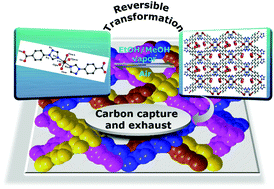 Graphical abstract: Reversible single-crystal-to-single-crystal transformation from a mononuclear complex to a fourfold interpenetrated MOF with selective adsorption of CO2