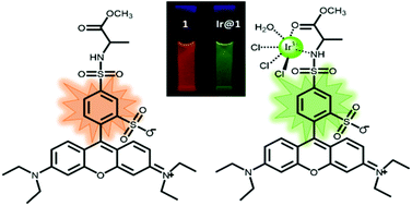 Graphical abstract: An unusual highly emissive water-soluble iridium lissamine-alanine complex and its use in a molecular logic gate