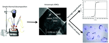 Graphical abstract: Analysis of the influence of synthetic paramaters on the structure and physico-chemical properties of non-spherical iron oxide nanocrystals and their biological stability and compatibility