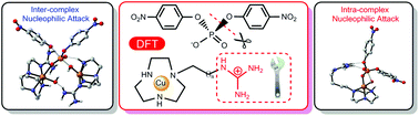 Graphical abstract: Hydrolysis mechanisms of BNPP mediated by facial copper(ii) complexes bearing single alkyl guanidine pendants: cooperation between the metal centers and the guanidine pendants