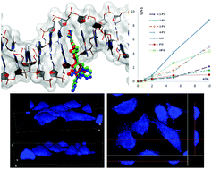 Graphical abstract: Copper(i) complexes with phosphine derived from sparfloxacin. Part II: a first insight into the cytotoxic action mode