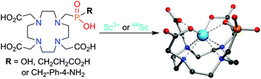 Graphical abstract: Scandium(iii) complexes of monophosphorus acid DOTA analogues: a thermodynamic and radiolabelling study with 44Sc from cyclotron and from a 44Ti/44Sc generator