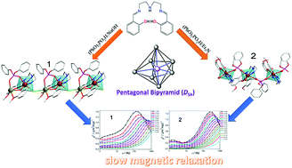 Graphical abstract: Single molecule magnet behavior observed in a 1-D dysprosium chain with quasi-D5h symmetry