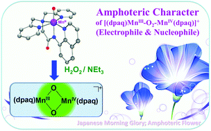 Graphical abstract: An amphoteric reactivity of a mixed-valent bis(μ-oxo)dimanganese(iii,iv) complex acting as an electrophile and a nucleophile