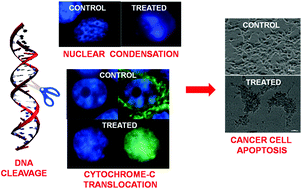 Graphical abstract: New Fe(iii) and Co(ii) salen complexes with pendant distamycins: selective targeting of cancer cells by DNA damage and mitochondrial pathways