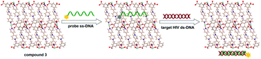 Graphical abstract: A zwitterionic 1D/2D polymer co-crystal and its polymorphic sub-components: a highly selective sensing platform for HIV ds-DNA sequences