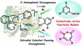 Graphical abstract: Substrate-dependent aromatic ring fission of catechol and 2-aminophenol with O2 catalyzed by a nonheme iron complex of a tripodal N4 ligand