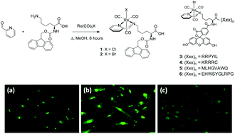 Graphical abstract: Facile rhenium–peptide conjugate synthesis using a one-pot derived Re(CO)3 reagent