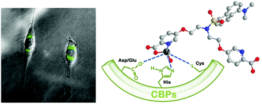 Graphical abstract: Vanadyl complexes with dansyl-labelled di-picolinic acid ligands: synthesis, phosphatase inhibition activity and cellular uptake studies