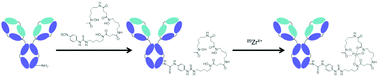 Graphical abstract: Scaling-down antibody radiolabeling reactions with zirconium-89