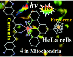 Graphical abstract: Mitochondrial selectivity and remarkable photocytotoxicity of a ferrocenyl neodymium(iii) complex of terpyridine and curcumin in cancer cells