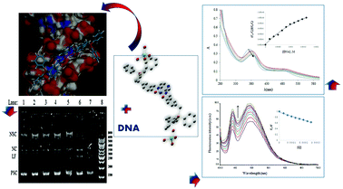 Graphical abstract: Synthesis, characterization, DNA binding, cleavage activity, cytotoxicity and molecular docking of new nano water-soluble [M(5-CH2PPh3-3,4-salpyr)](ClO4)2 (M = Ni, Zn) complexes