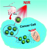 Graphical abstract: Doxorubicin-conjugated CuS nanoparticles for efficient synergistic therapy triggered by near-infrared light