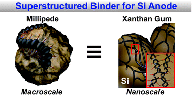 Graphical abstract: Millipede-inspired structural design principle for high performance polysaccharide binders in silicon anodes