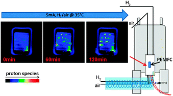 Graphical abstract: Operando electrochemical NMR microscopy of polymer fuel cells