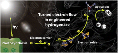 Graphical abstract: Turning around the electron flow in an uptake hydrogenase. EPR spectroscopy and in vivo activity of a designed mutant in HupSL from Nostoc punctiforme