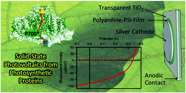 Graphical abstract: Photosystem I-polyaniline/TiO2 solid-state solar cells: simple devices for biohybrid solar energy conversion