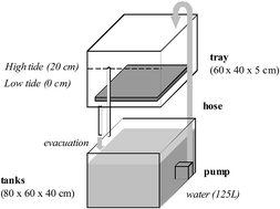 Graphical abstract: Effect of crude oil exposure and dispersant application on meiofauna: an intertidal mesocosm experiment