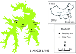 Graphical abstract: Occurrence and distribution of phosphorus fractions in sediments of Liangzi Lake under typical hydrodynamic conditions