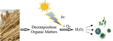 Graphical abstract: Photochemical production of hydrogen peroxide from natural algicides: decomposition organic matter from straw