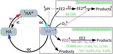 Graphical abstract: Effects of pH and dissolved oxygen on the photodegradation of 17α-ethynylestradiol in dissolved humic acid solution