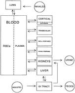 Graphical abstract: Physiologically based modeling of lead kinetics: a pilot study using data from a Canadian population