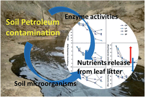 Graphical abstract: Impacts of soil petroleum contamination on nutrient release during litter decomposition of Hippophae rhamnoides