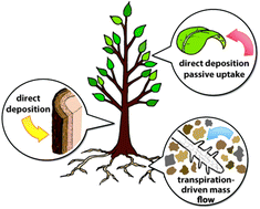 Graphical abstract: Research highlights: natural passive samplers – plants as biomonitors