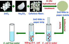 Graphical abstract: ZnO nanowire-immobilized paper matrices for visible light-induced antibacterial activity against Escherichia coli