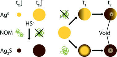 Graphical abstract: Effect of humic acid on the kinetics of silver nanoparticle sulfidation