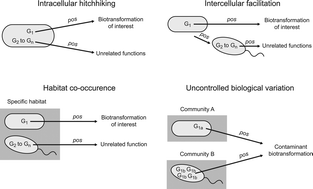 Graphical abstract: Can meta-omics help to establish causality between contaminant biotransformations and genes or gene products?