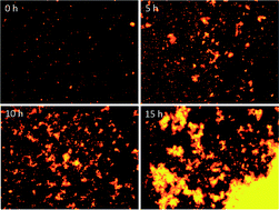 Graphical abstract: Biofilm formation of anoxygenic photosynthetic bacteria induced by phototaxis for enhancing hydrogen production