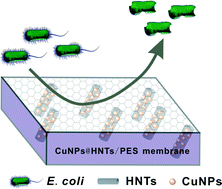 Graphical abstract: Antibacterial behavior of halloysite nanotubes decorated with copper nanoparticles in a novel mixed matrix membrane for water purification